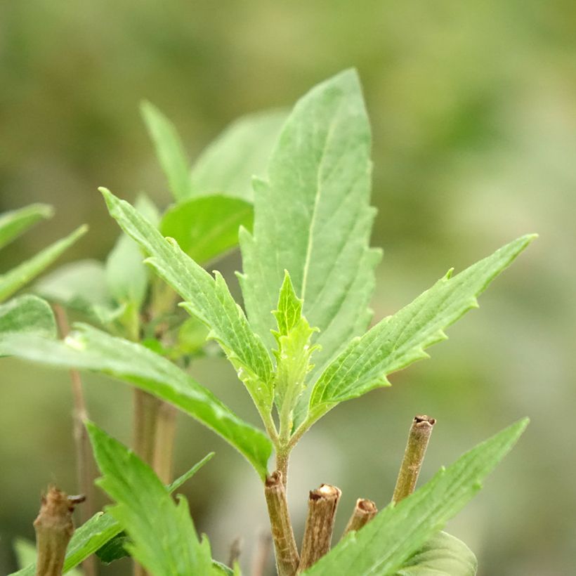 Caryopteris clandonensis Dark Knight (Follaje)