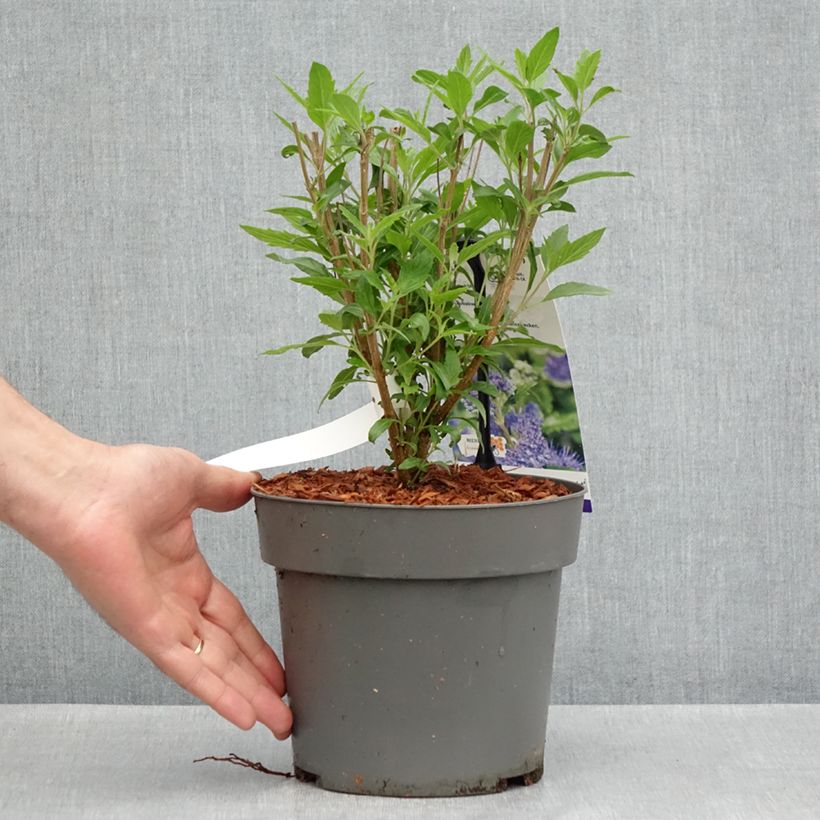 Caryopteris clandonensis Dark Knight - Spirée bleue - Pot de 4L/5L Ejemplar entregado en la primavera