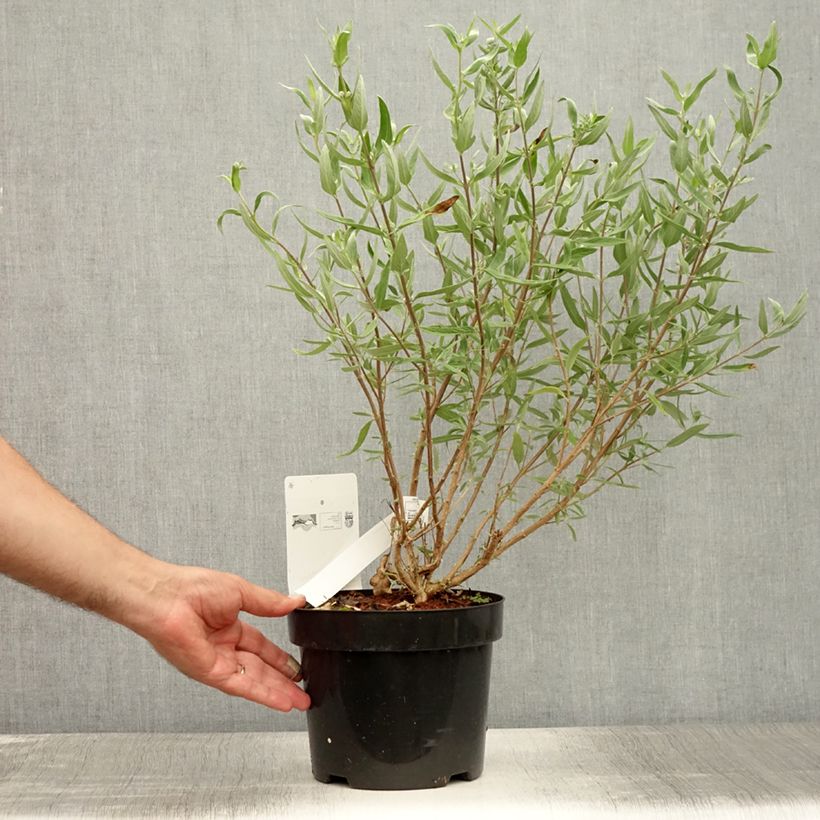 Ejemplar de Caryopteris clandonensis First Choice - Spirée bleue Pot de 2L/3L entregado en verano