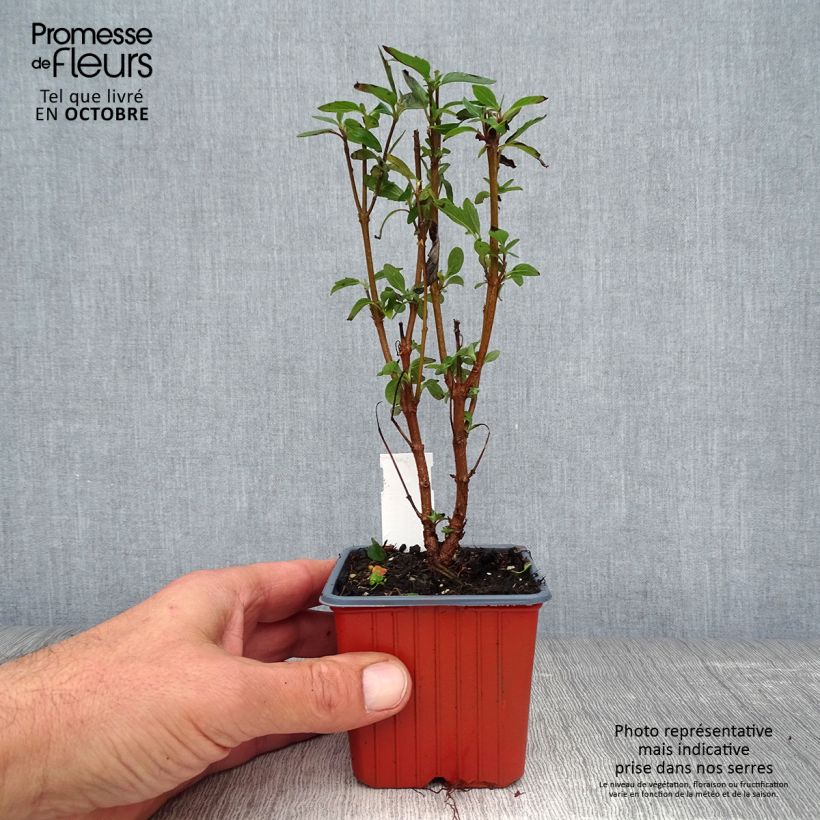 Ejemplar de Caryopteris clandonensis Heavenly Blue Maceta de 8/9 cm entregado en otoño