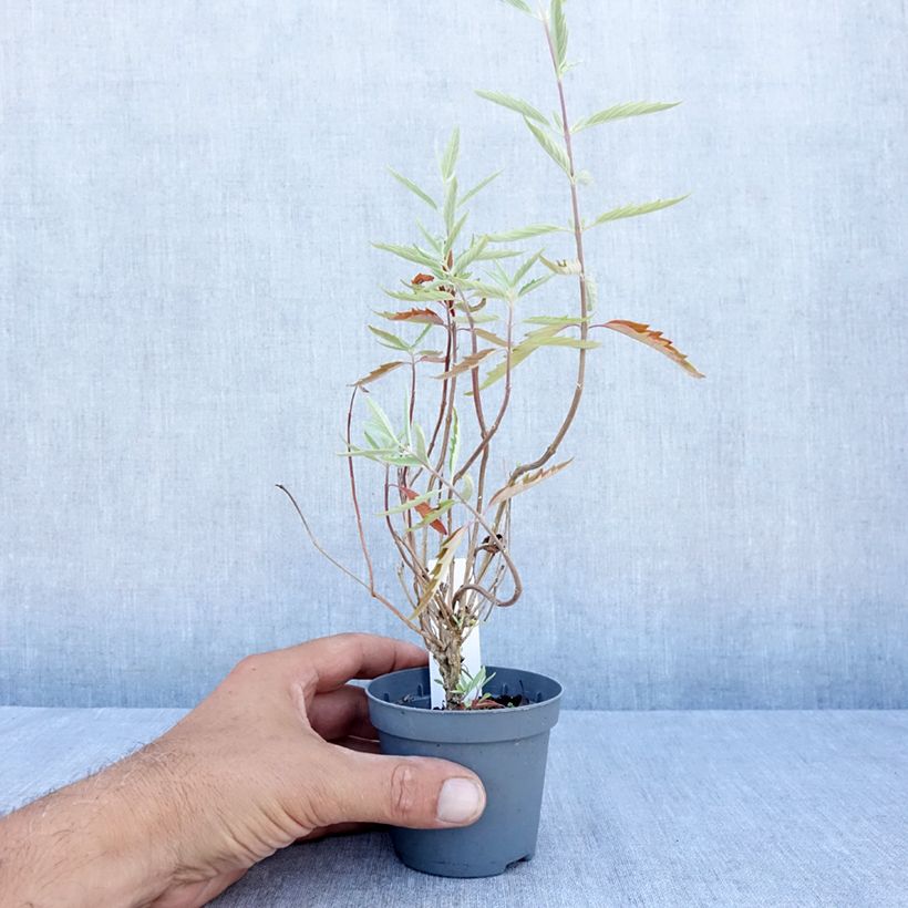 Ejemplar de Caryopteris clandonensis Heavenly Blue Maceta de 8/9 cm entregado en verano