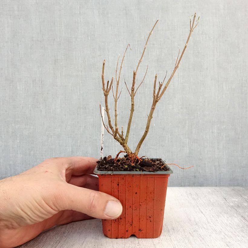 Ejemplar de Caryopteris clandonensis Kew Blue Maceta de 8/9 cm entregado en otoño