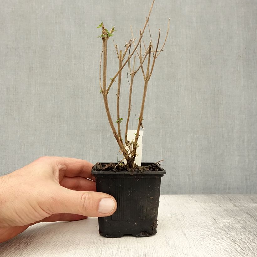 Ejemplar de Caryopteris clandonensis Stephi Maceta de 8/9 cm entregado en otoño