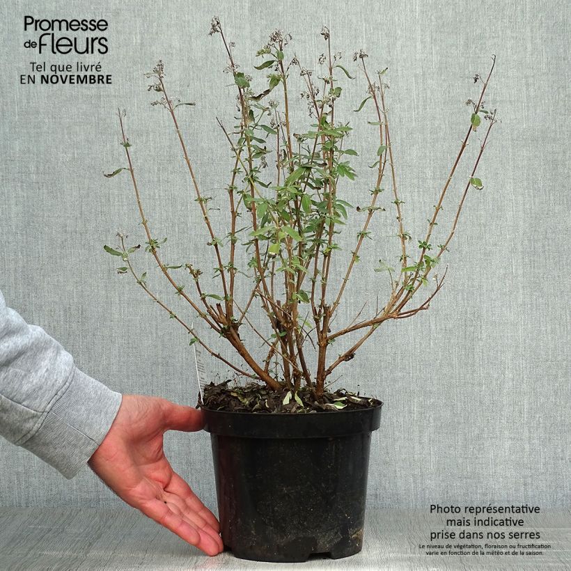 Ejemplar de Caryopteris clandonensis Stephi Maceta 3L/4L entregado en otoño