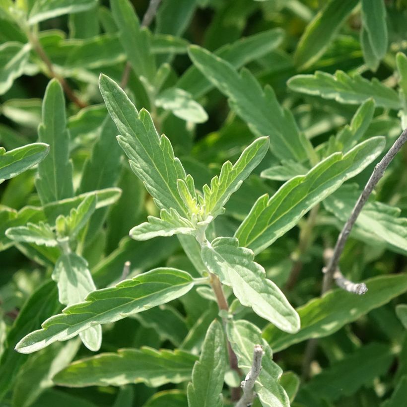 Caryopteris clandonensis Stephi (Follaje)