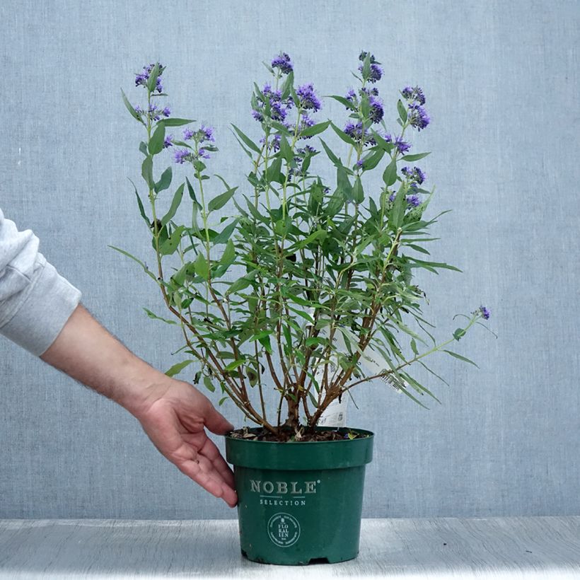 Ejemplar de Caryopteris clandonensis Thetis - Spirée bleue Pot de 2L/3L entregado en verano