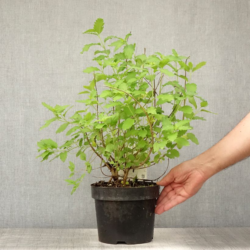 Ejemplar de Caryopteris clandonensis Hint of Gold Maceta 3L/4LAltura de entrega aprox. 20/30cm entregado en verano