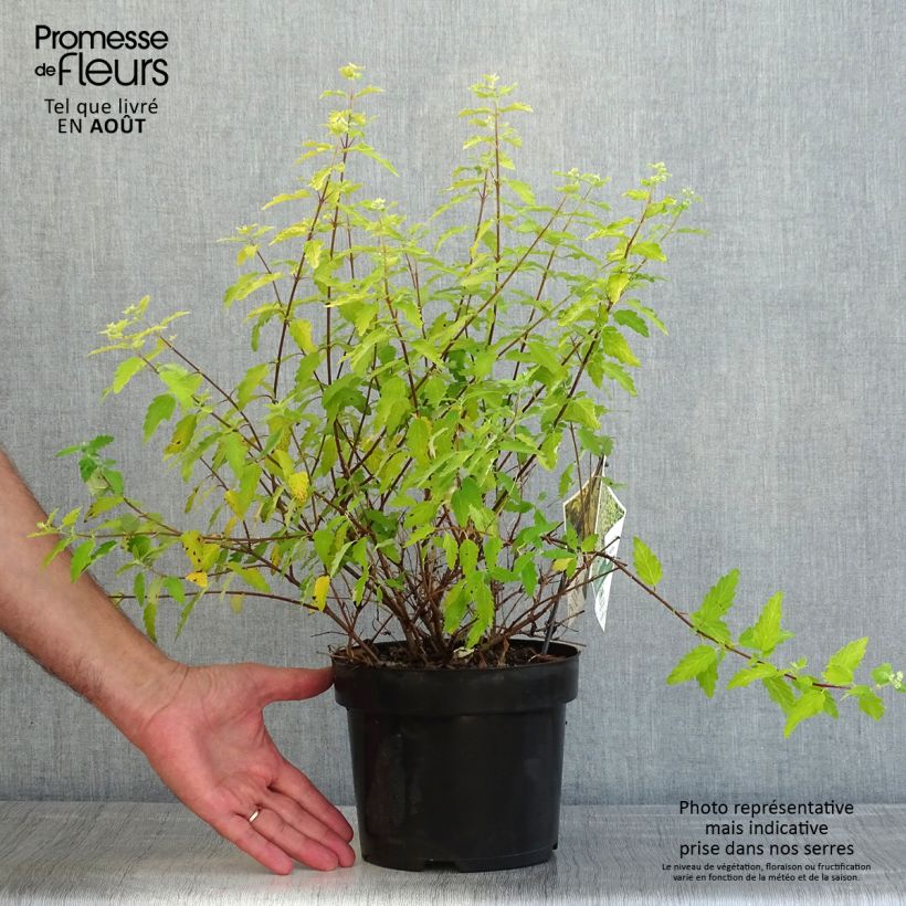 Ejemplar de Caryopteris incana Sunny Blue - Spirée bleue, Barbe bleue Pot de 2L/3L entregado en verano