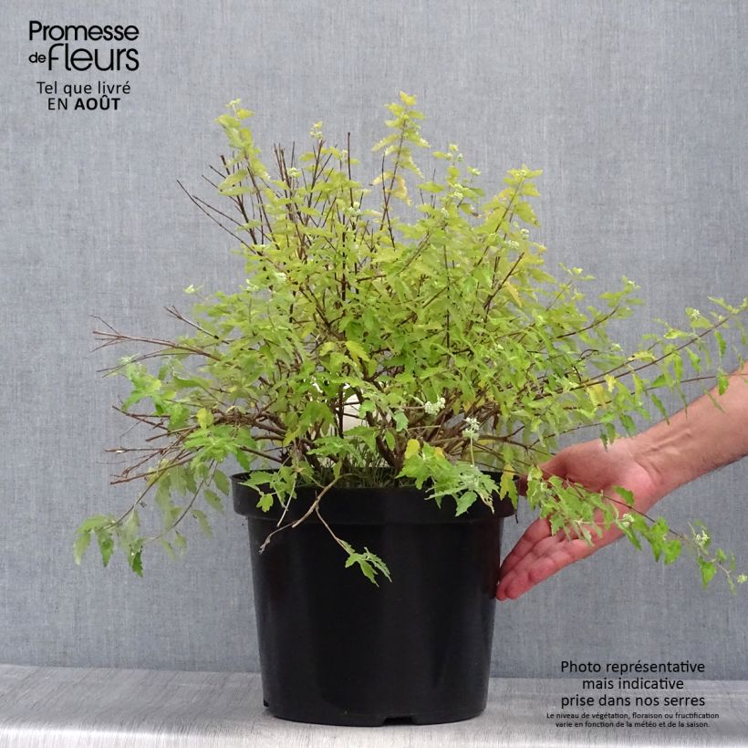 Ejemplar de Caryopteris incana Sunshine Blue - Barbe-bleue, Spirée bleue Pot de 10L entregado en verano