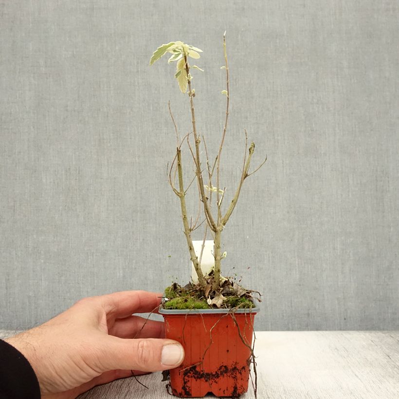 Ejemplar de Caryopteris clandonensis White Surprise Maceta de 8/9 cm entregado en otoño