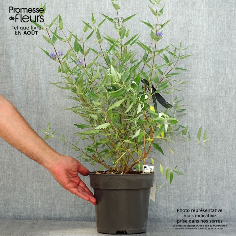 Ejemplar de Caryopteris clandonensis Blauer Spatz Maceta 3L/4L entregado en verano