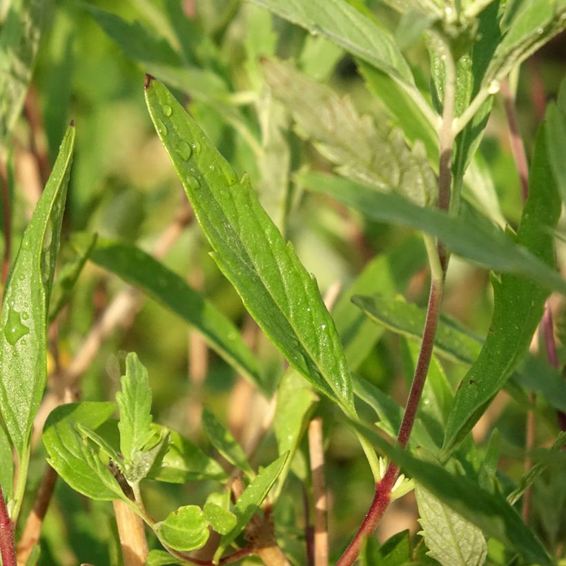 Caryopteris clandonensis Blauer Spatz (Follaje)