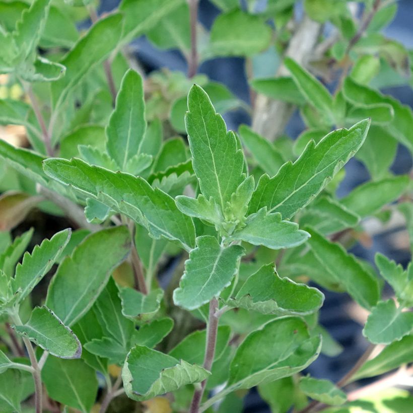 Caryopteris clandonensis Blue Fountain (Follaje)
