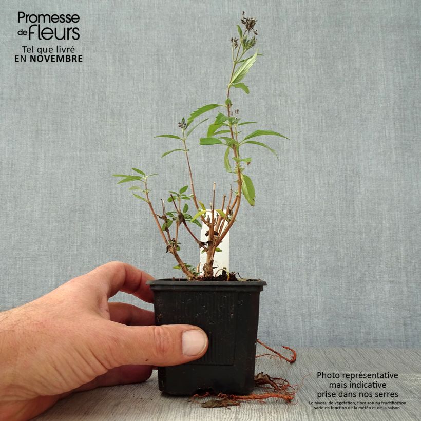 Ejemplar de Caryopteris clandonensis Camara Dark Blue Maceta de 8/9 cm entregado en otoño