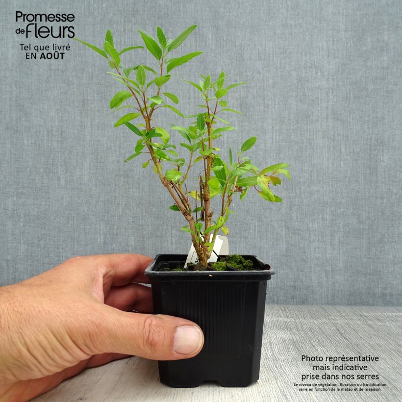 Ejemplar de Caryopteris clandonensis Camara Dark Blue Maceta de 8/9 cm entregado en verano