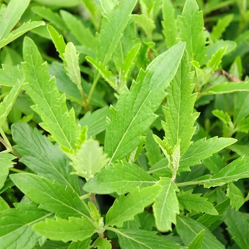 Caryopteris clandonensis Camara Pink (Follaje)