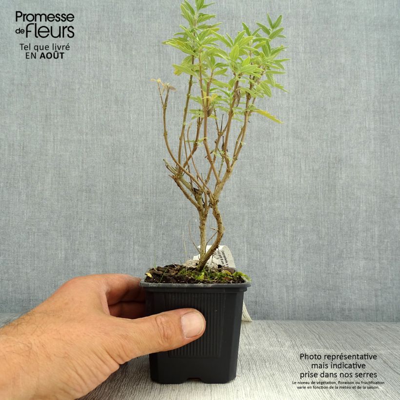 Ejemplar de Caryopteris clandonensis Pavilion Pink Maceta de 8/9 cm entregado en verano