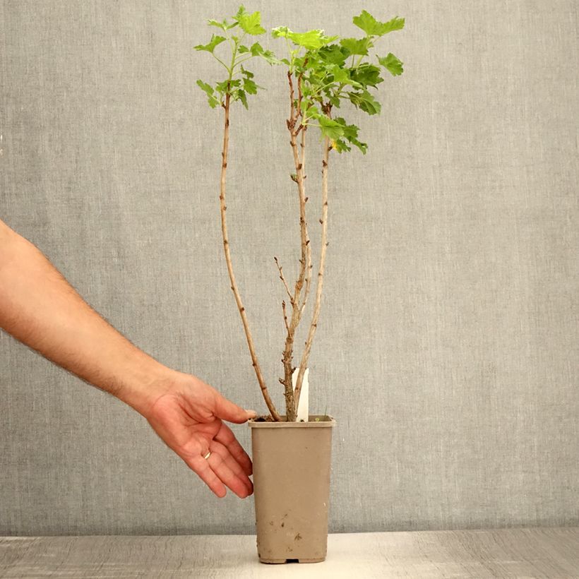 Ejemplar de Grosella hybrida ConfiBeere Jodeli Maceta 1,5L/2L, Formación arbustiva entregado en verano