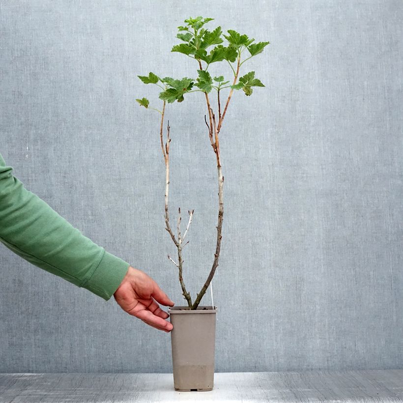 Ejemplar de Grosella hybrida ConfiBeere Jofruti Maceta 1,5L/2L, Formación arbustivaAltura de entrega aprox. 20/30cm entregado en verano