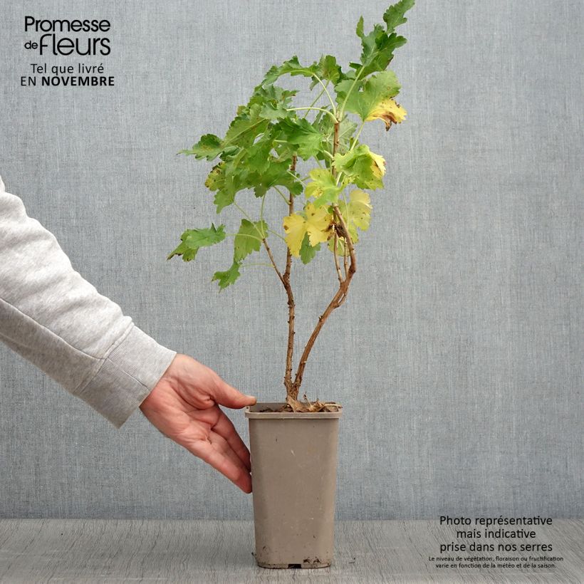 Ejemplar de Grosella hybrida ConfiBeere Jogusto Maceta 1,5L/2L, Formación arbustiva entregado en otoño