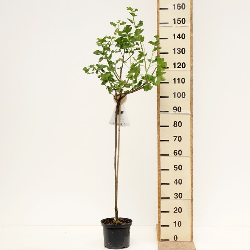 Grosella hybrida Jostaberry Maceta 4L/5L, Medio talloAltura de entrega aprox. 100+cm Ejemplar entregado en la primavera