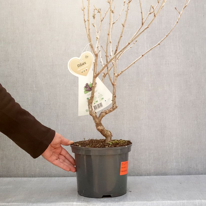 Grosella hybrida Jostaberry Maceta 4L/5L Ejemplar entregado en invierno