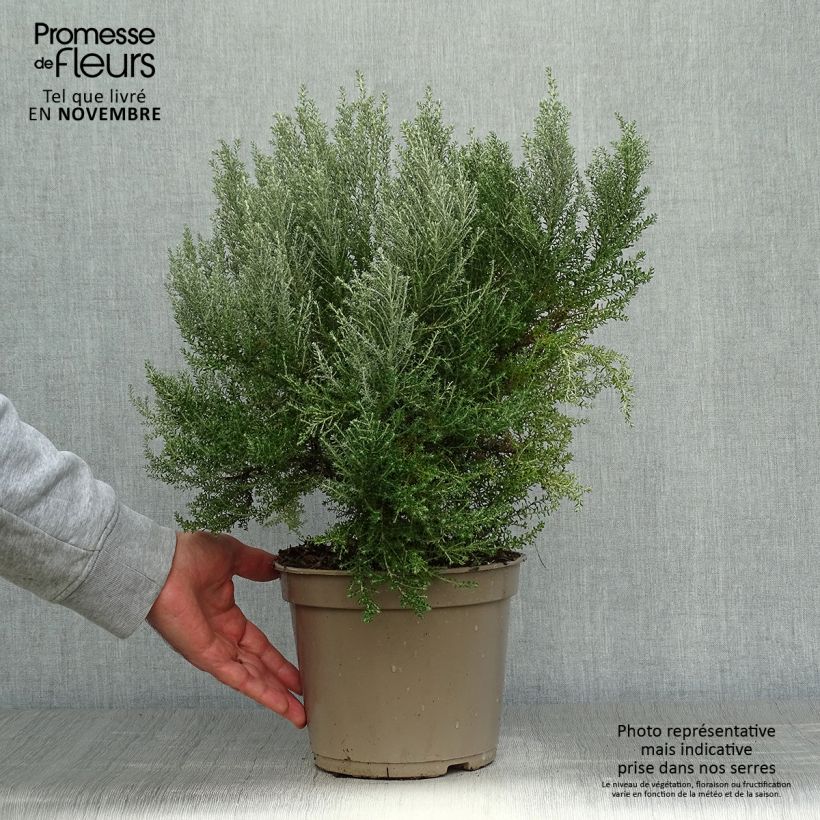 Ejemplar de Cassinia retorta Ward Silver Maceta 3L/4L entregado en otoño