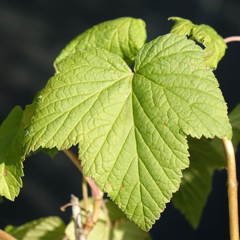 Grosella negra Andega Bio (Follaje)