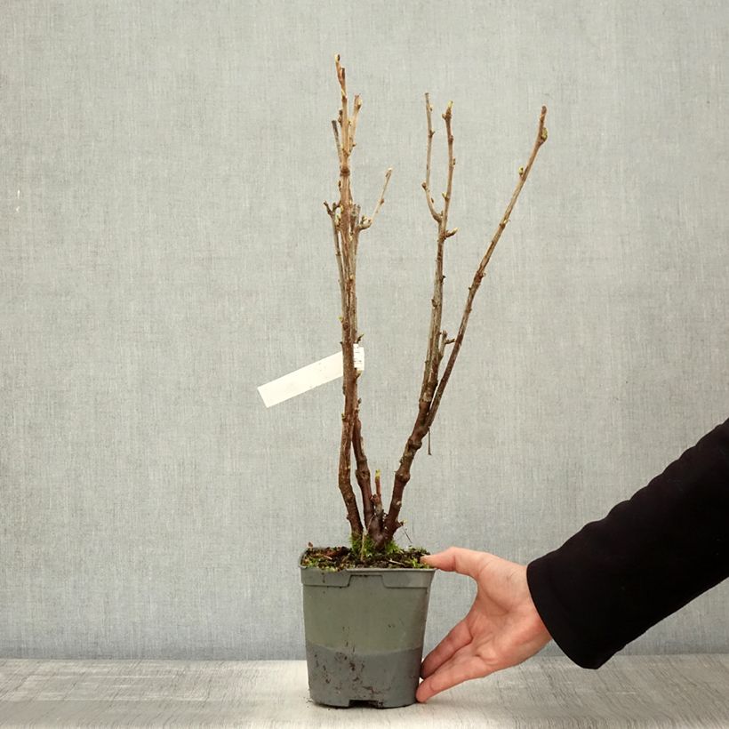 Ejemplar de Grosella negra Neva Maceta 2L/3L, Formación arbustiva entregado en otoño