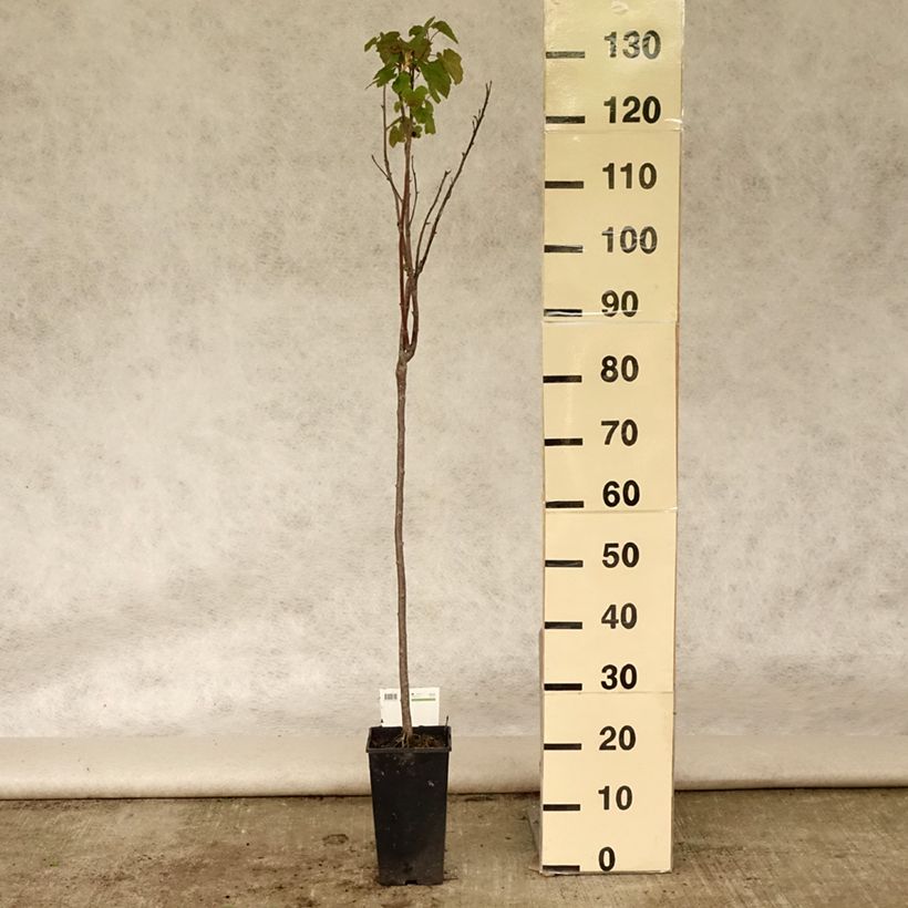 Ejemplar de Grosella negra Titania Maceta 1,5L/2LAltura de entrega aprox. 130/140cm entregado en verano
