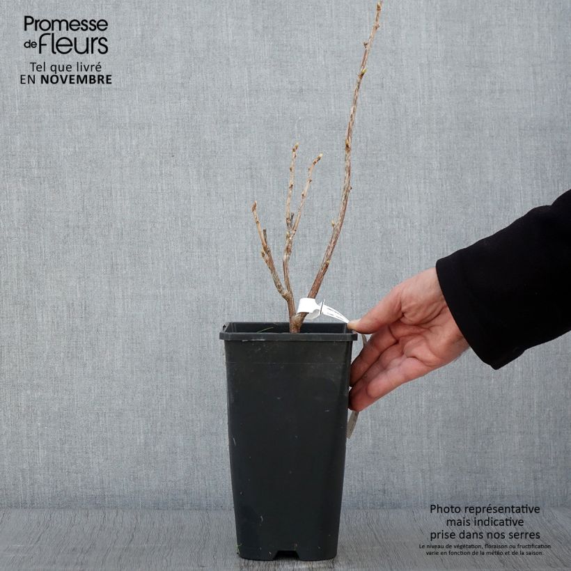 Ejemplar de Grosella negra Troll Maceta 2L/3L, Formación arbustiva entregado en otoño
