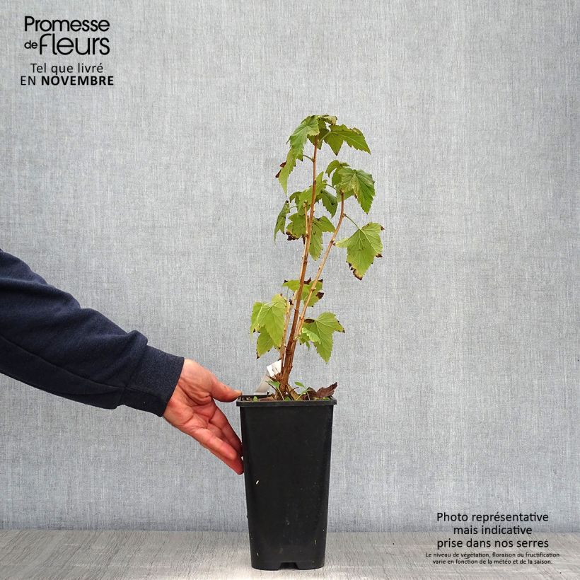 Ejemplar de Grosella negra Wellington Maceta 1,5L/2L, Formación arbustiva entregado en otoño