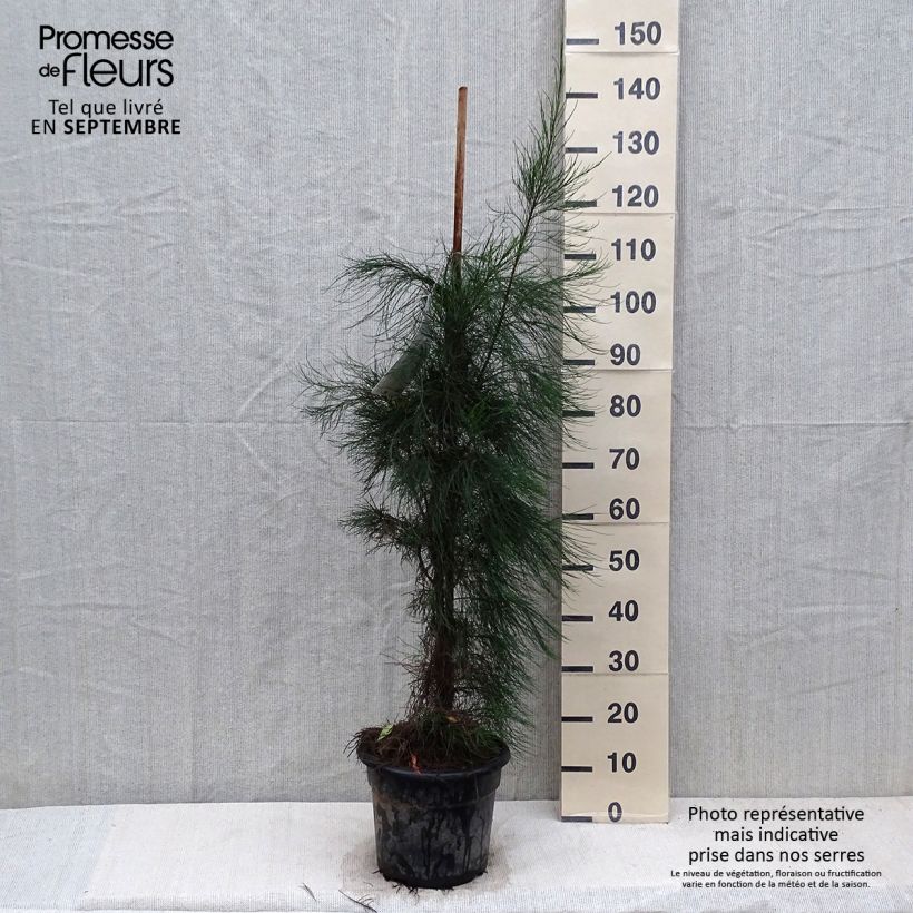 Ejemplar de Casuarina equisetifolia Maceta 7,5L/10L entregado en otoño