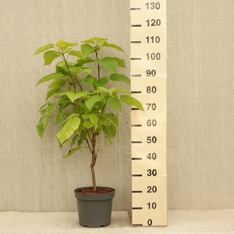 Ejemplar de Catalpa bignonioides Aurea - Catalpa doré en pot de 4/5L entregado en verano