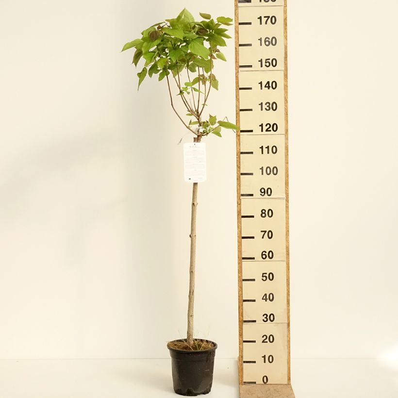 Catalpa bignonioides Nana - Catalpa boule Pot de 7,5L/10L, TigeHauteur livrée env. 60/80cm Ejemplar entregado en la primavera