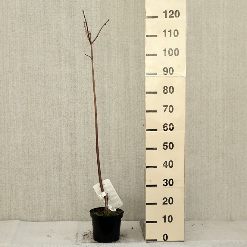 Ejemplar de Catalpa erubescens Purpurea Maceta 3L/4L entregado en otoño
