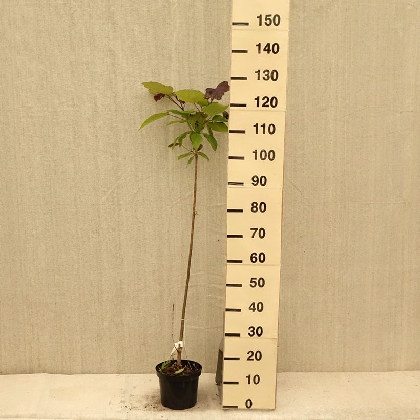 Ejemplar de Catalpa erubescens Purpurea - Catalpa pourpre Pot de 3L/4L entregado en verano