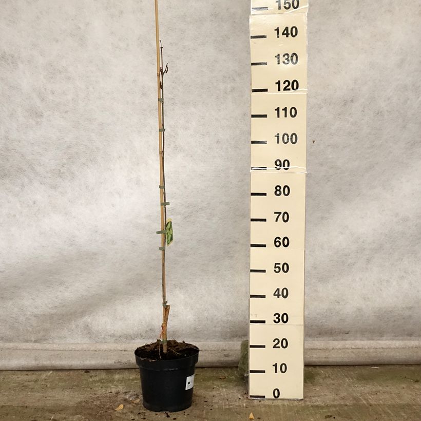 Ejemplar de Catalpa speciosa pulverulenta Maceta 7,5L/10L entregado en otoño