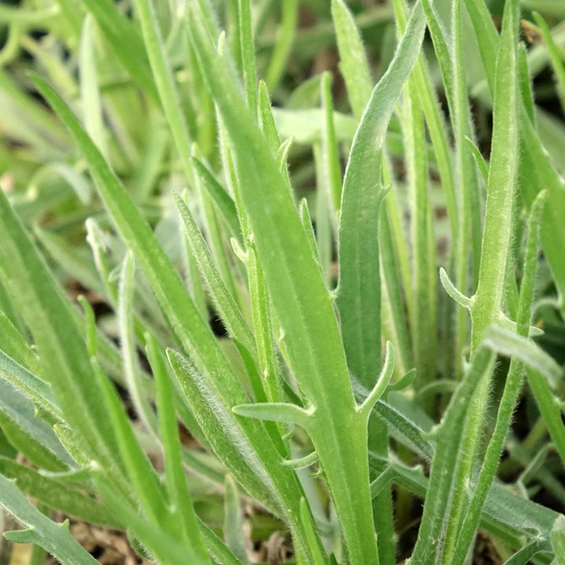 Catananche caerulea Alba (Follaje)