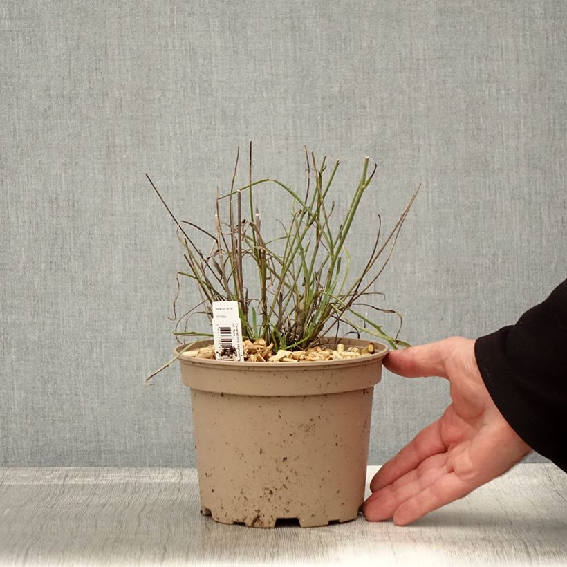 Ejemplar de Catananche caerulea - Flecha de cupido Maceta 2L/3L entregado en otoño