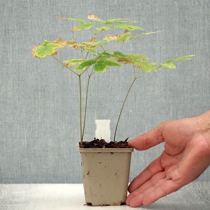 Ejemplar de Caulophyllum thalictroides Maceta de 8/9 cm entregado en verano