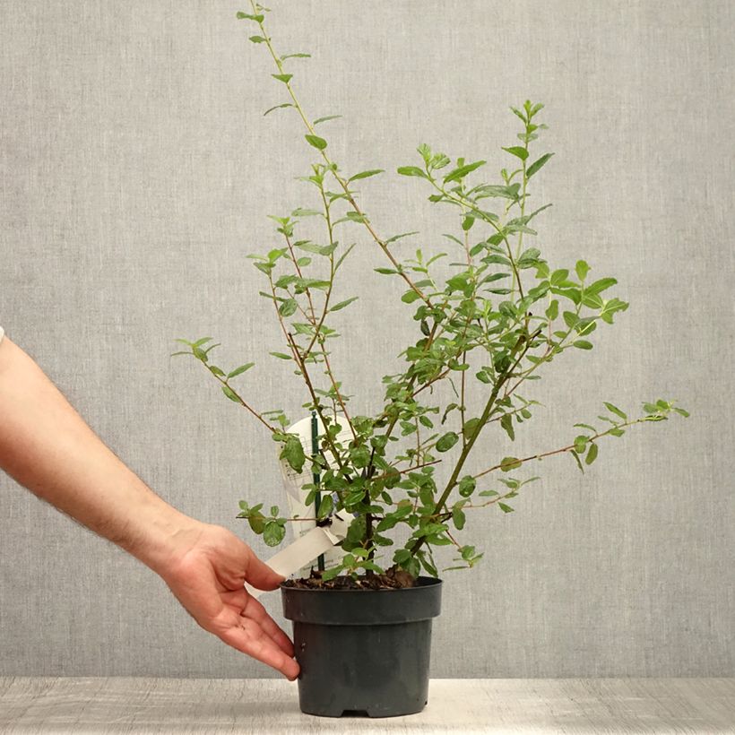 Ejemplar de Ceanoto Burkwoodii Maceta 2L/3LAltura de entrega aprox. 30/40cm entregado en verano