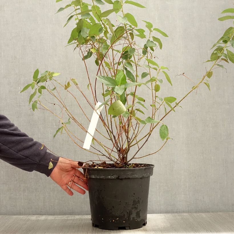 Ejemplar de Ceanoto Gloire de Versailles Maceta 7,5L/10L entregado en otoño
