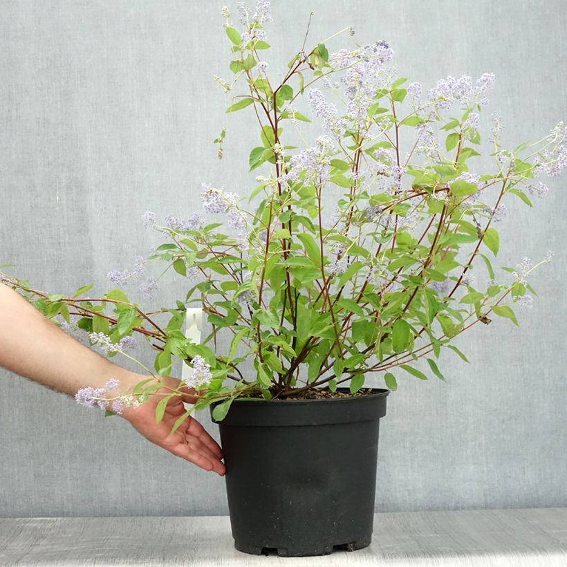Ejemplar de Ceanoto Gloire de Versailles Maceta 7,5L/10LAltura de entrega aprox. 70/80cm entregado en verano