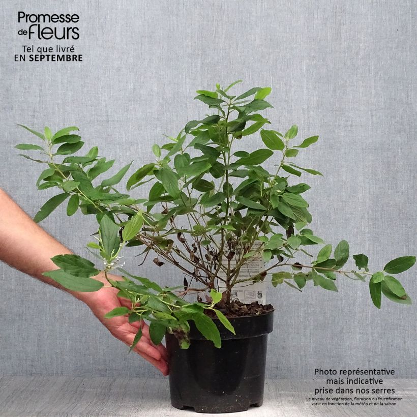 Ejemplar de Ceanoto pallidus Marie Blue Maceta 3L/4L entregado en otoño
