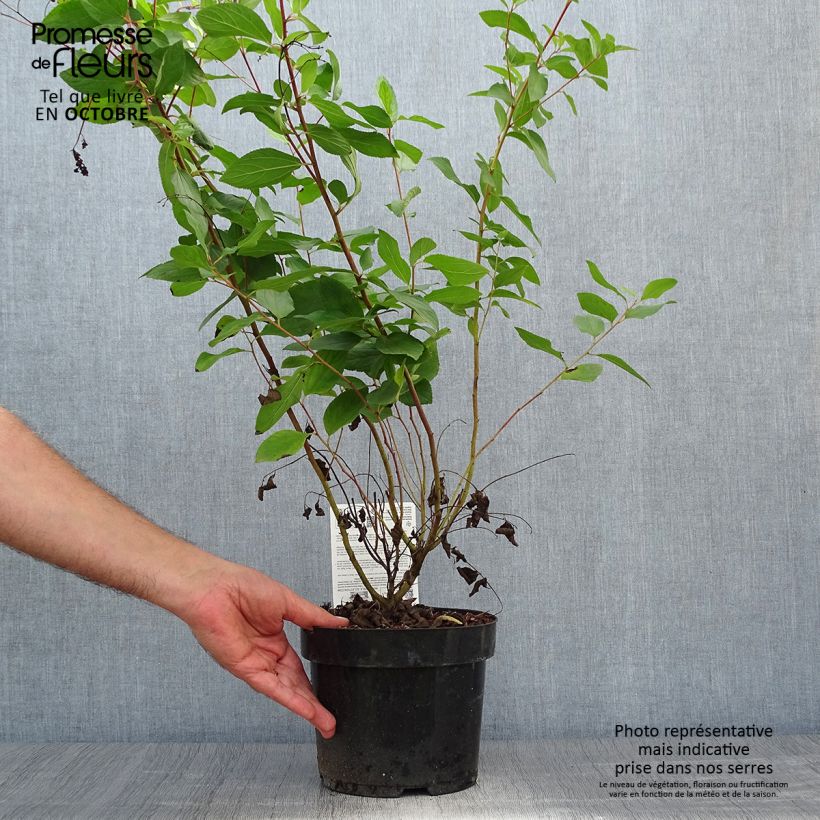 Ejemplar de Ceanoto pallidus Marie Rose Maceta 3L/4L entregado en otoño