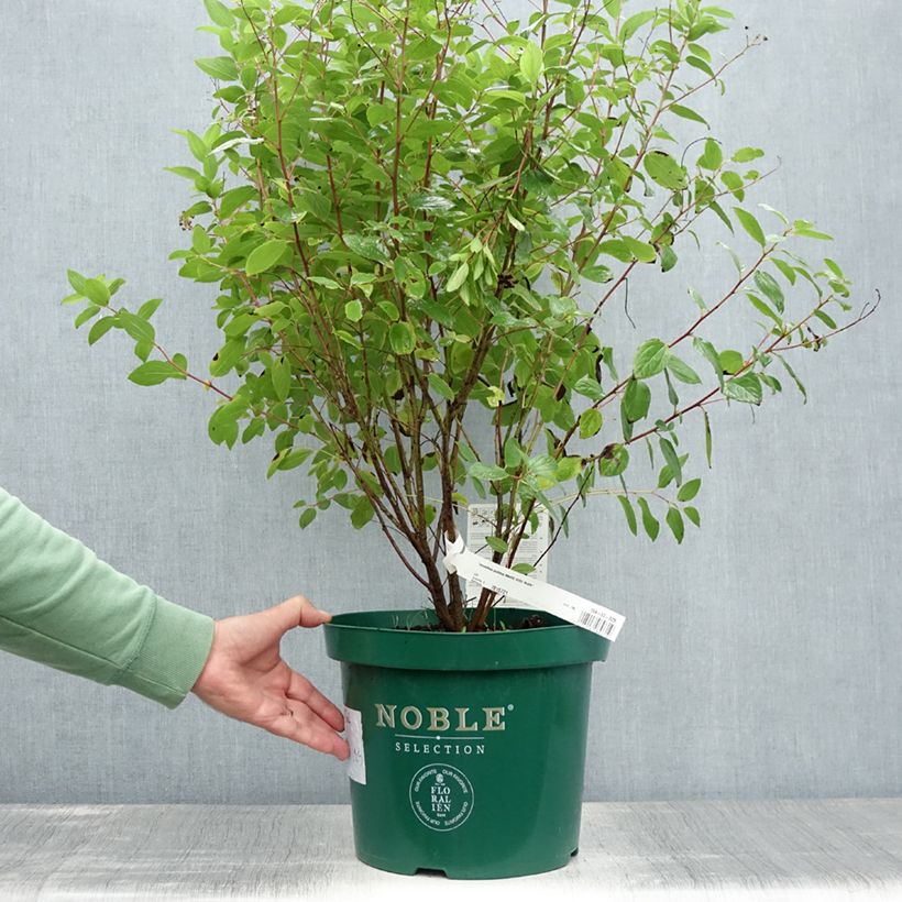 Ejemplar de Ceanoto pallidus Marie Rose Maceta 7,5L/10LAltura de entrega aprox. 60+cm entregado en verano