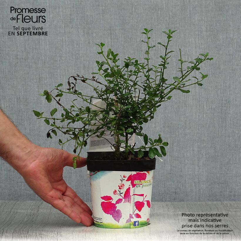Ejemplar de Ceanoto prostratus Prostratus Maceta 2L/3L entregado en otoño