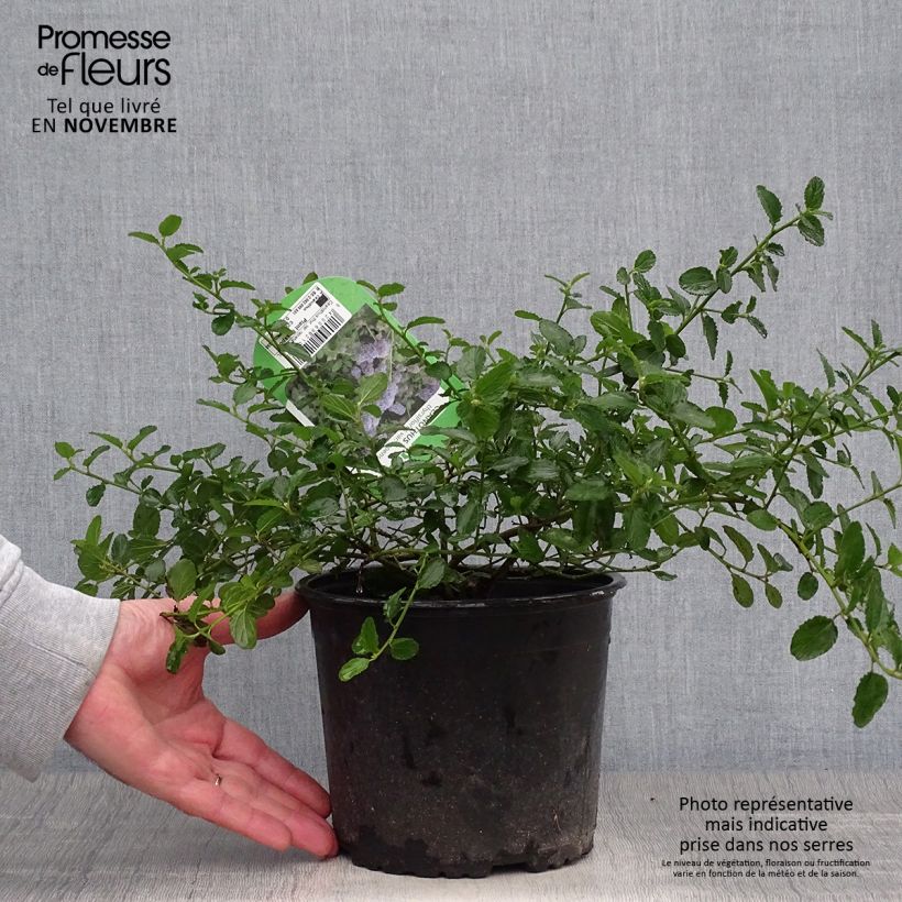 Ejemplar de Ceanoto thyrsiflorus Repens Maceta 2L/3L entregado en otoño