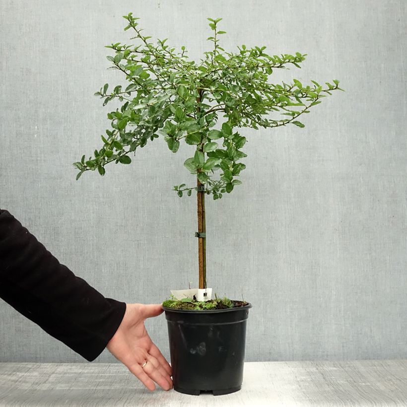 Ejemplar de Ceanoto Blue Mound Maceta 3L/4L entregado en otoño